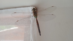 Rhionaeschna diffinis