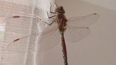 Rhionaeschna diffinis