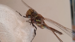 Rhionaeschna diffinis