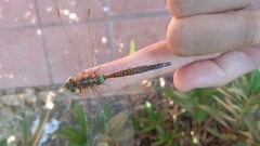 Rhionaeschna diffinis