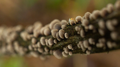 Hohenbuehelia grisea
