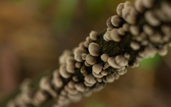 Hohenbuehelia grisea