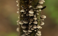 Hohenbuehelia grisea