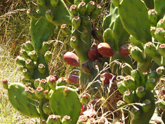 Opuntia rioplatense