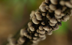 Hohenbuehelia grisea