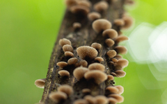 Hohenbuehelia grisea