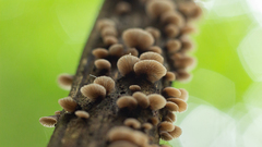 Hohenbuehelia grisea