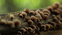 Hohenbuehelia grisea