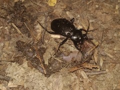 Carabus rossii