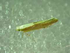 Argyresthia semitestacella