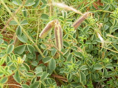 Crotalaria lotoides