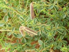 Crotalaria lotoides