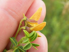 Crotalaria lotoides