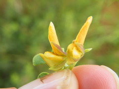 Crotalaria lotoides