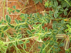 Crotalaria lotoides