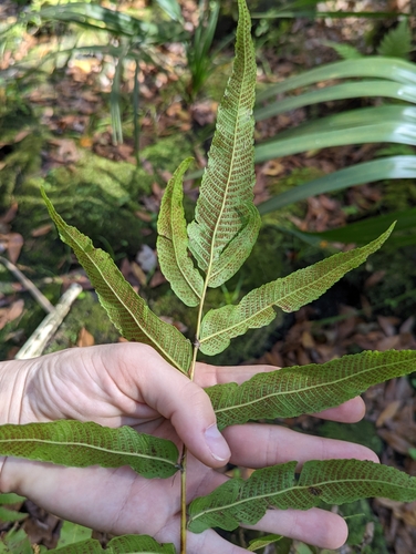 Image of Meniscium serratum by no rights reserved