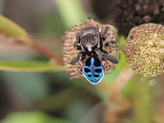Maratus nigromaculatus