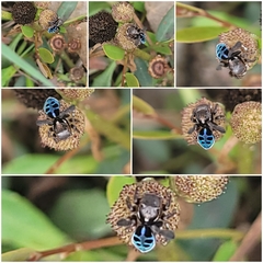 Maratus nigromaculatus