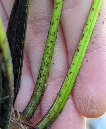 Image of Meniscium serratum by no rights reserved