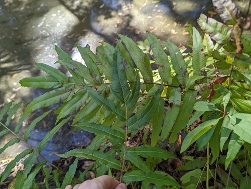 Image of Meniscium serratum by no rights reserved
