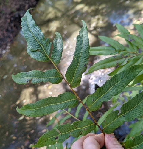 Image of Meniscium serratum by no rights reserved