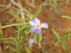 Chaenostoma