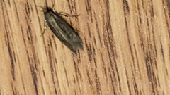 Platyedra subcinerea