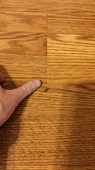 Platyedra subcinerea