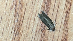 Platyedra subcinerea