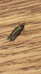 Platyedra subcinerea