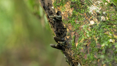 Xylaria