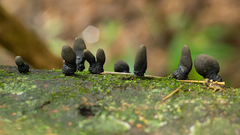 Xylaria