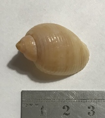 Tonna pennata