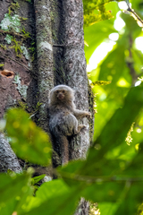 Cebuella pygmaea