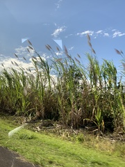 Saccharum × sinense