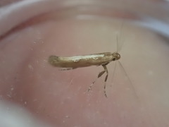 Calybites phasianipennella