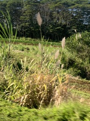 Saccharum × sinense