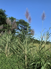 Saccharum × sinense