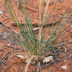 Austrostipa nitida