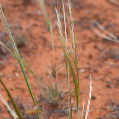 Austrostipa nitida