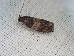 Celypha aurofasciana