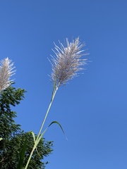 Saccharum × sinense