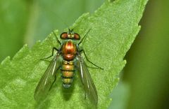 Condylostylus comatus