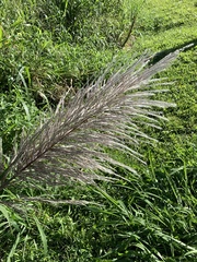 Saccharum × sinense