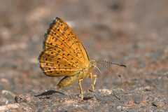 Calephelis aymaran