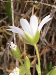 Cerastium viride