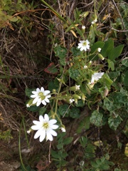Cerastium viride