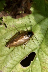 Ectobius erythronotus