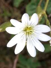 Cerastium viride