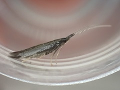 Coleophora albitarsella